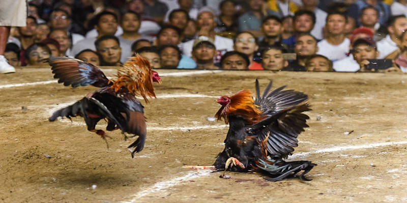 Philippines là một "vương quốc đá gà" với giống gà cựa đao chất lượng