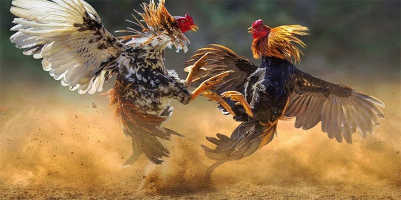 Philippines là một "vương quốc đá gà" với giống gà cựa đao chất lượng